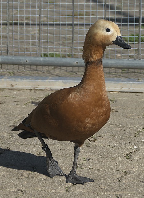 93017
