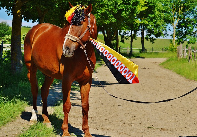 灰熊队采用 灰熊队采用
