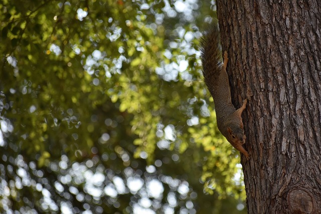 比分战胜天 比分战胜天